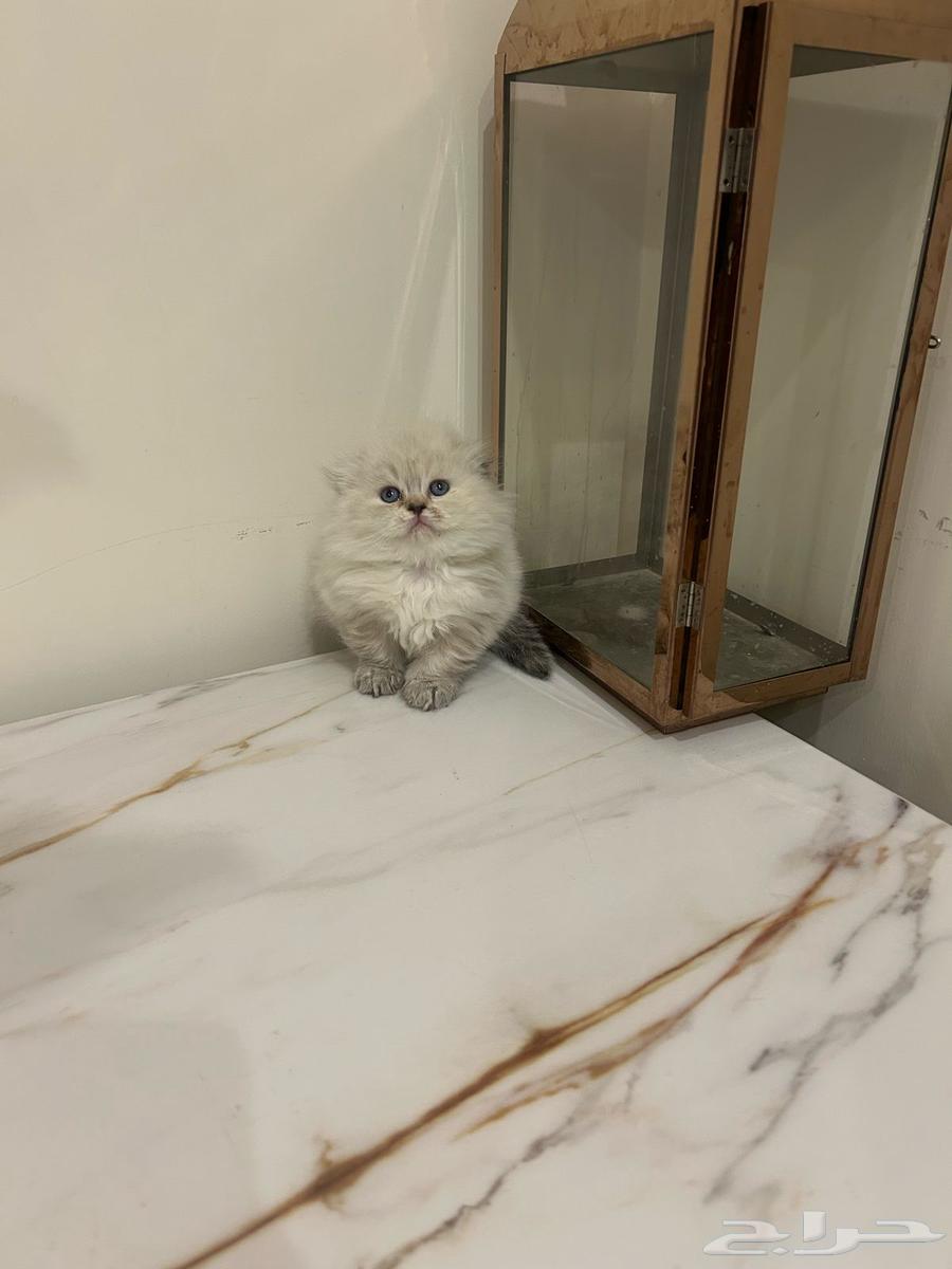 Scotch cats and Himalayas63058439698689112