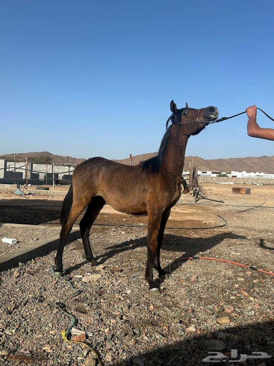 Original Arabic text:  
امهار عربيه اصيلة للبيع  

English translation (en):  
Purebred Arabian mares for sale63058831955841113
