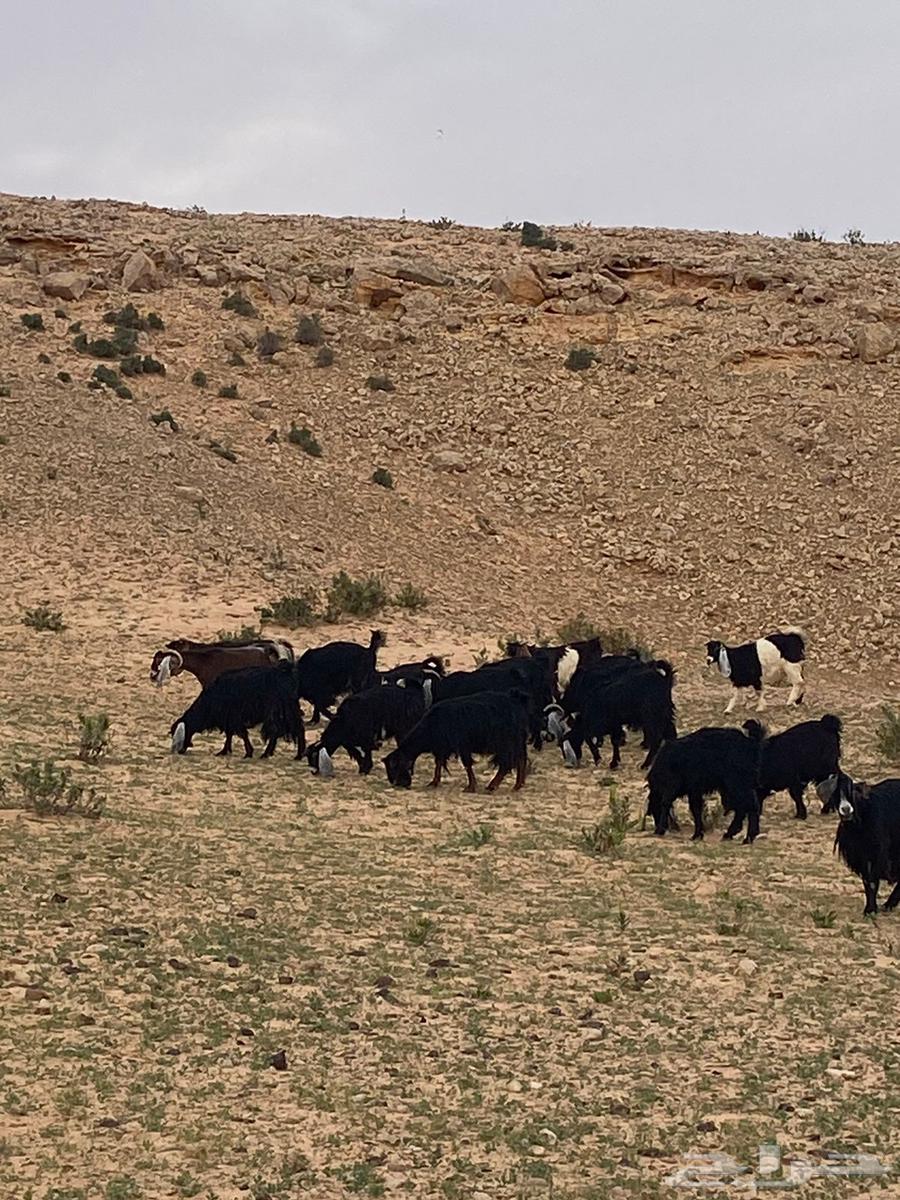 For sale: 23 goats, including 10 males63058831368321116