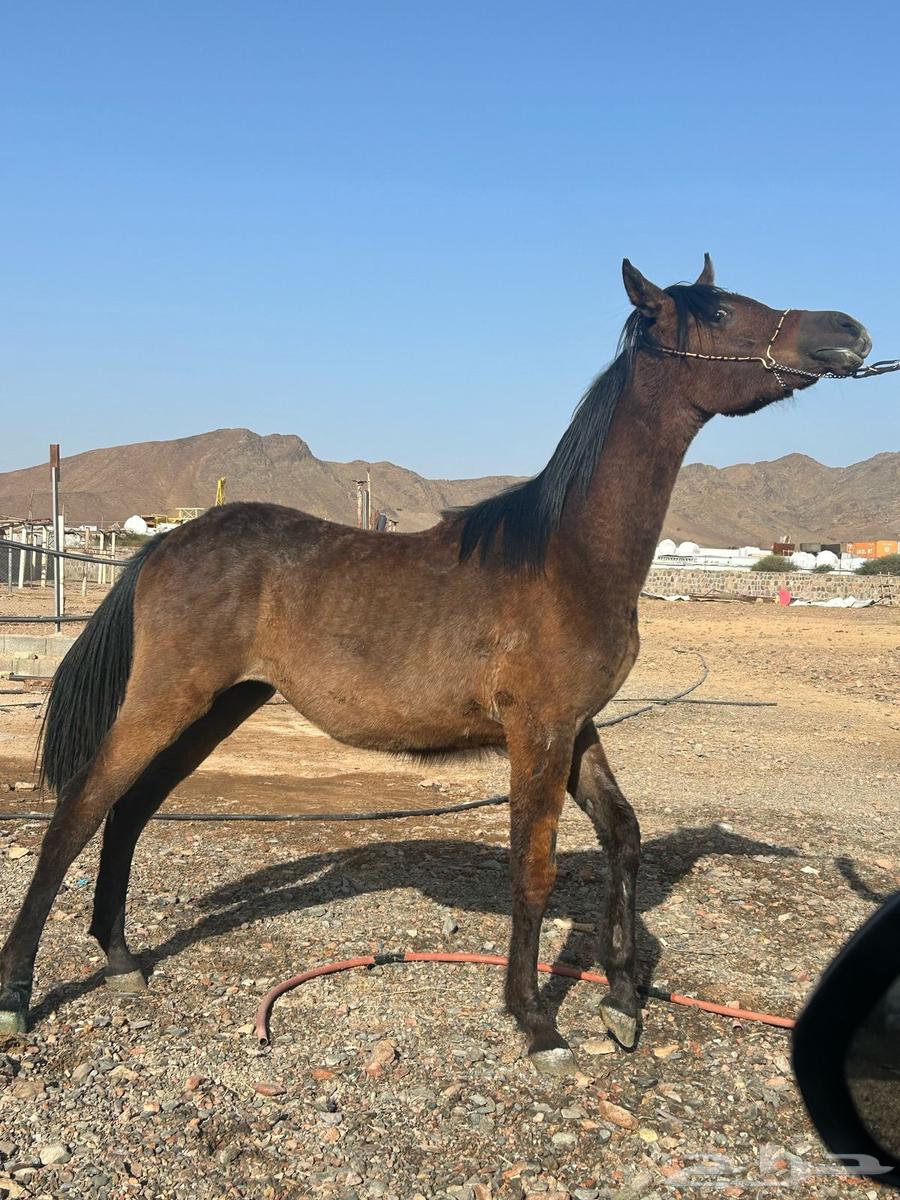 Original Arabic text:  
امهار عربيه اصيلة للبيع  

English translation (en):  
Purebred Arabian mares for sale63058831955841112