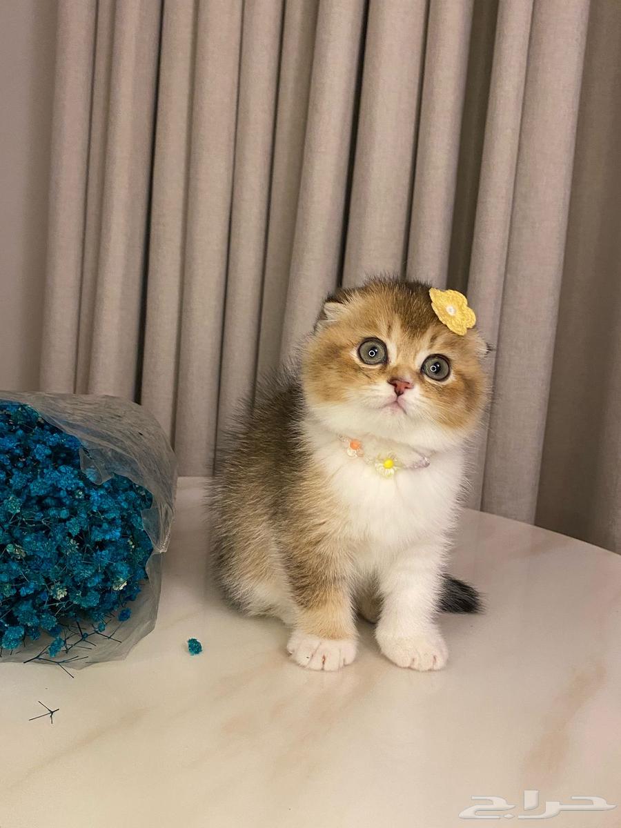 Scotch Fold Cats for sale63058443223170111