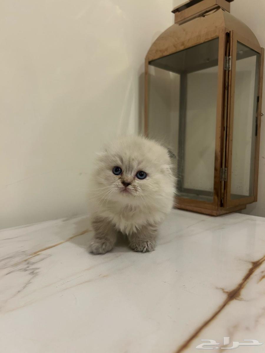 Scotch cats and Himalayas63058439698689111
