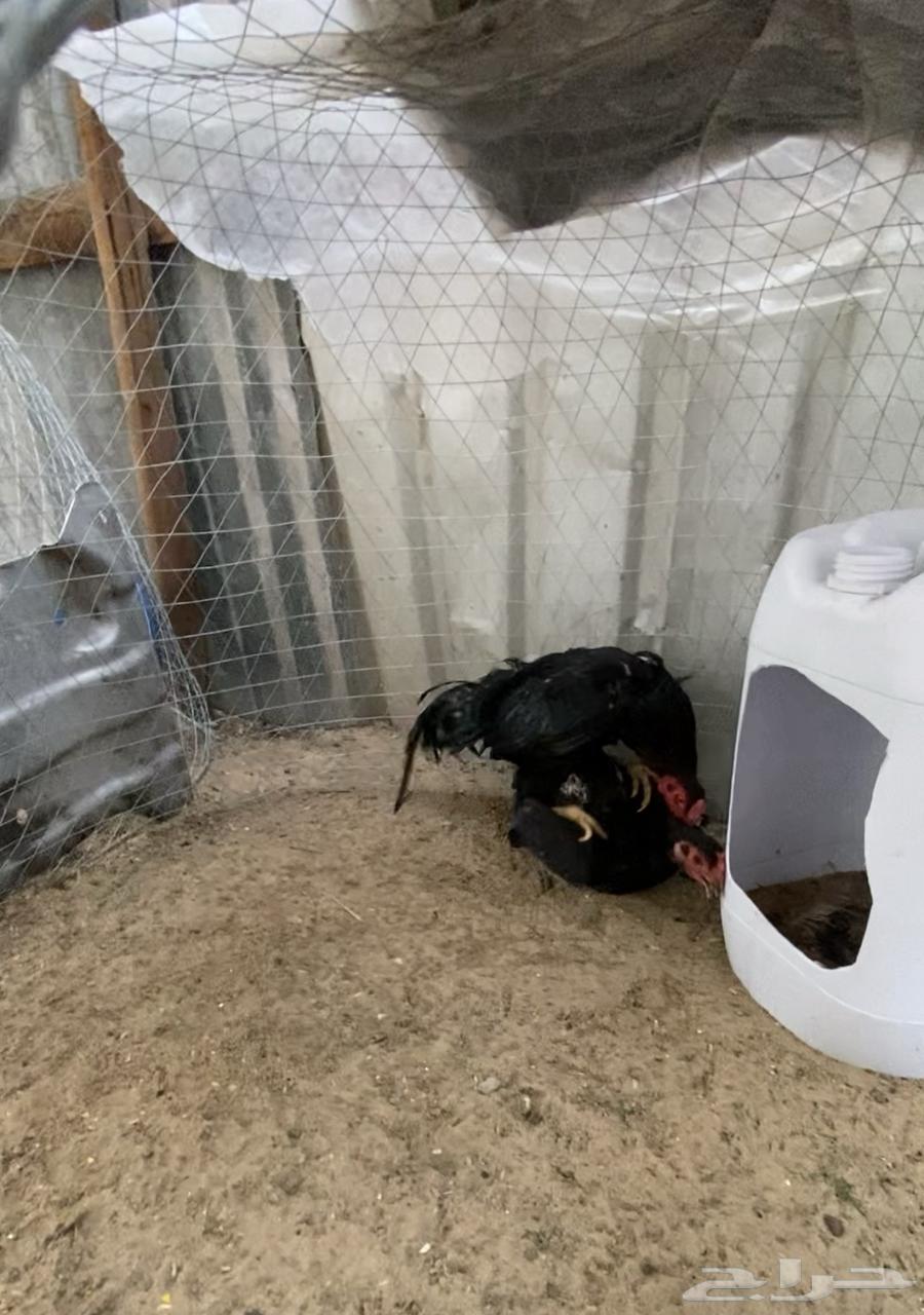 Chicken63058443712259113