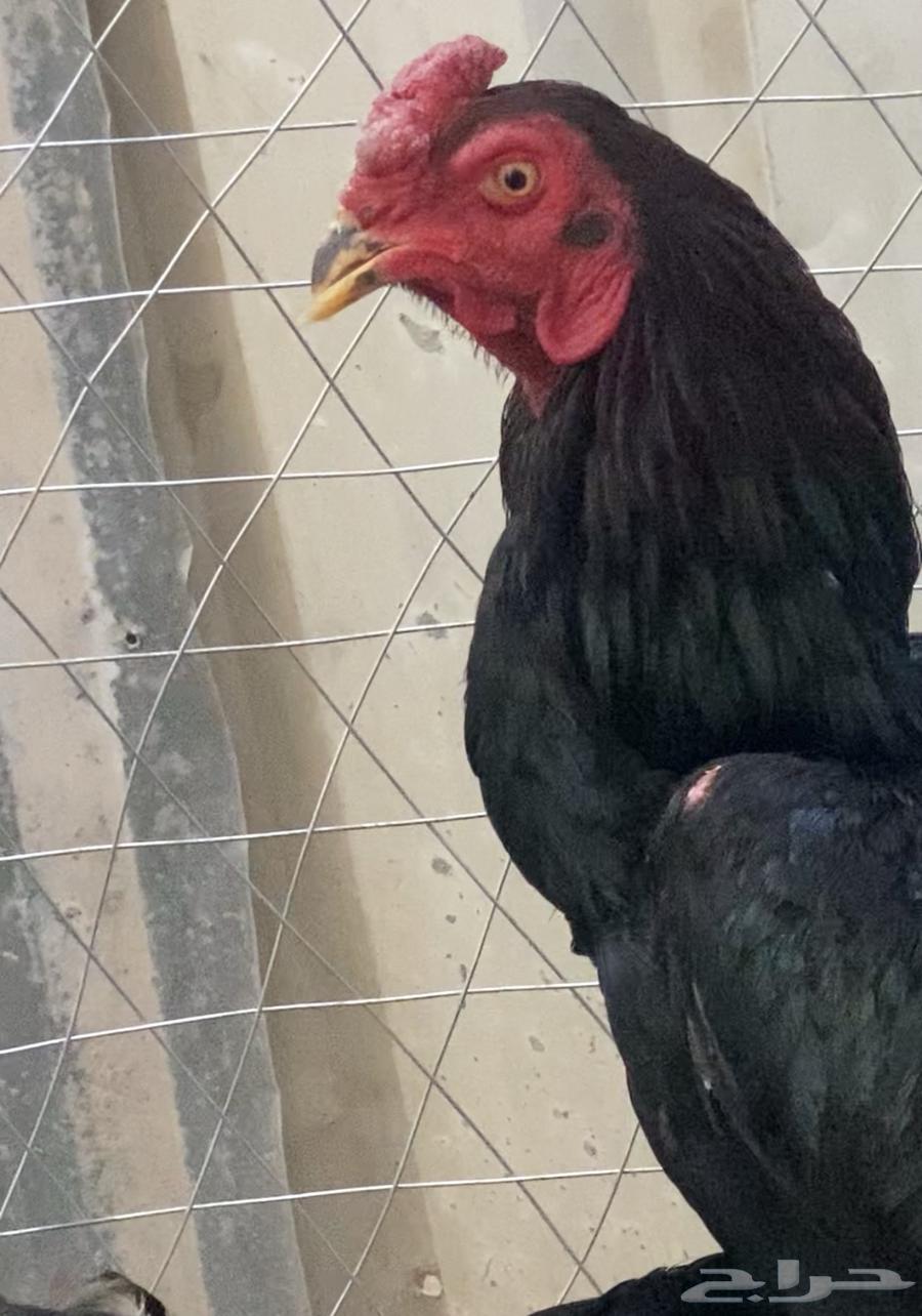 Chicken63058443712259111