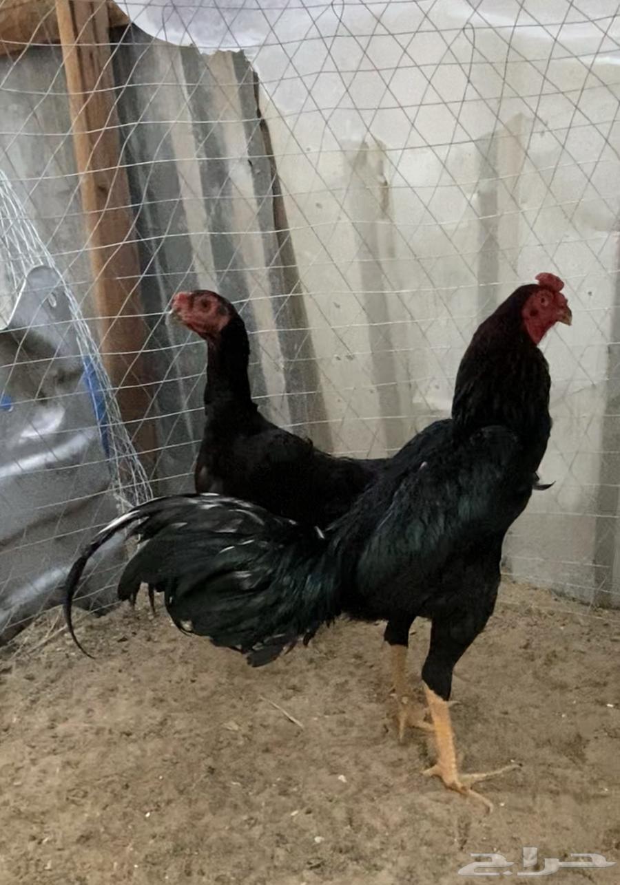 Chicken63058443712259112