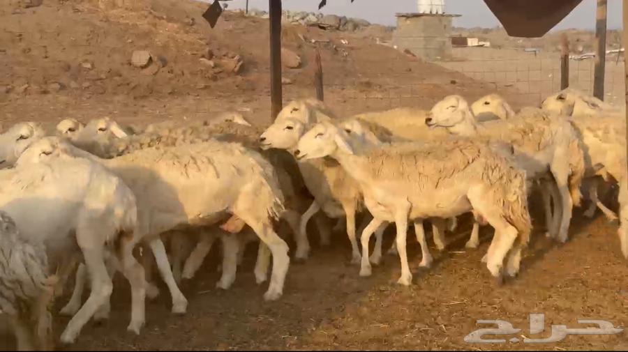 غنم مراح خلفات حريات63470375627394111