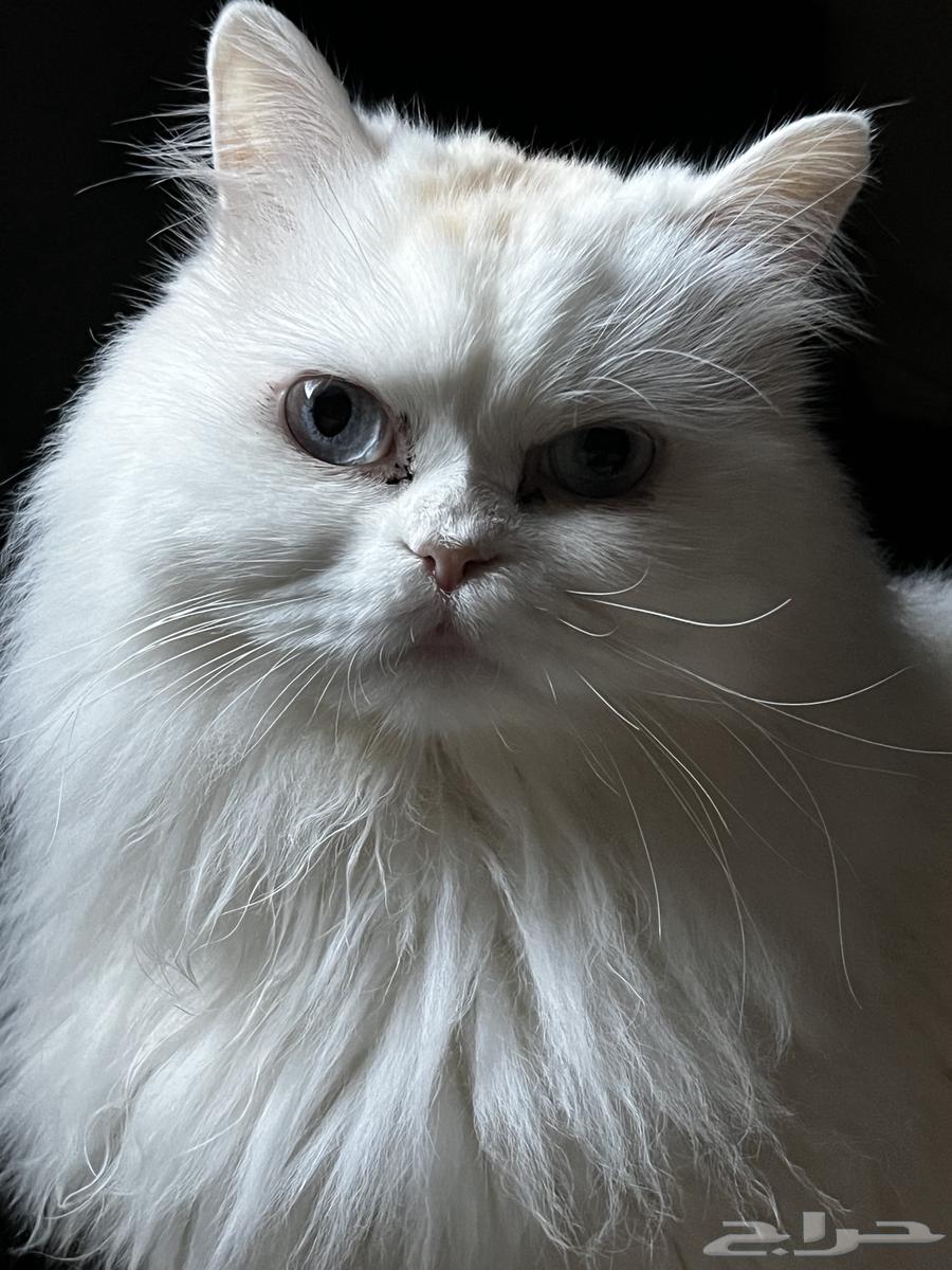 Shirazi cat for adoption63058821198338111