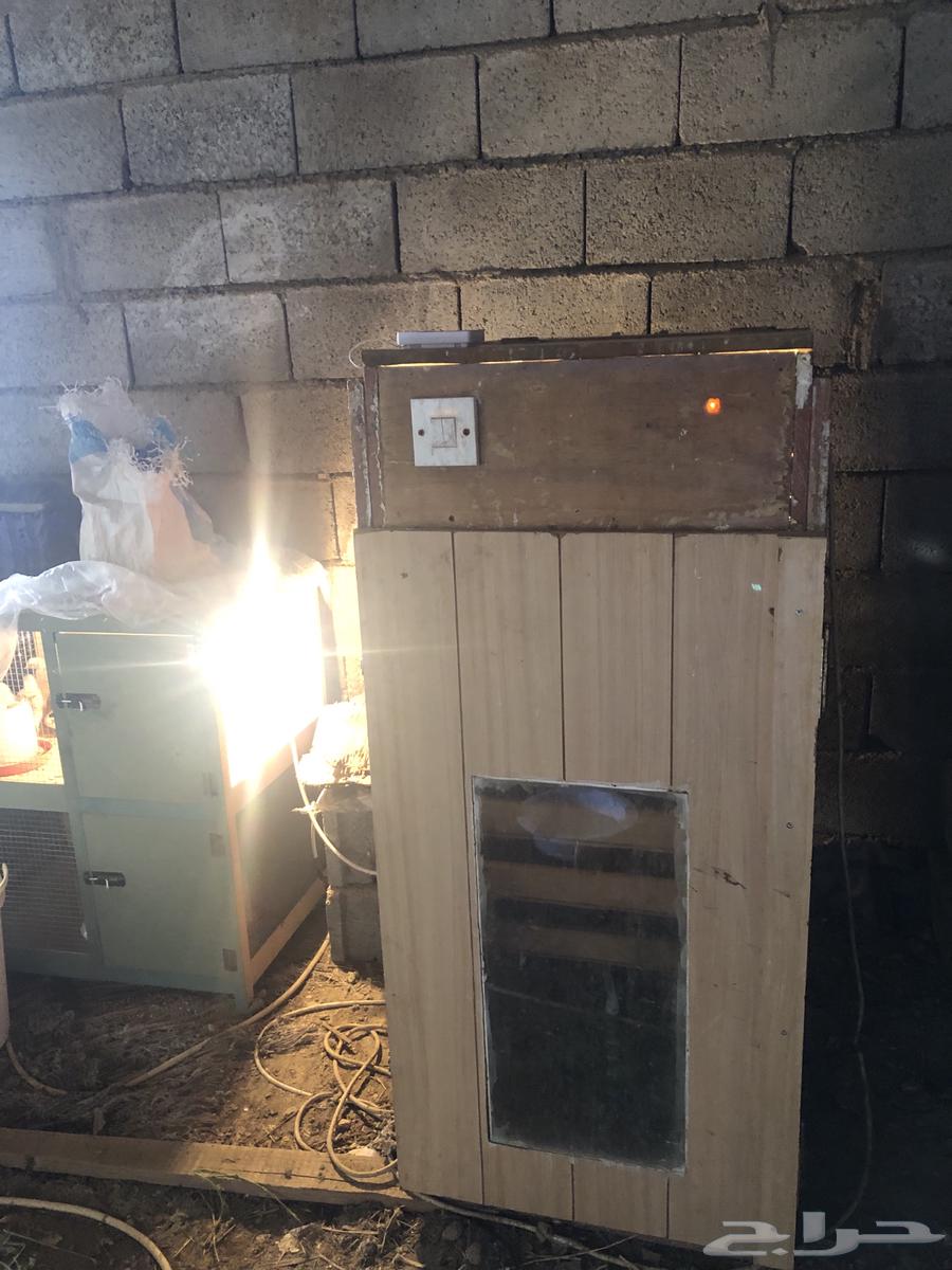 Incubator63057588293634111