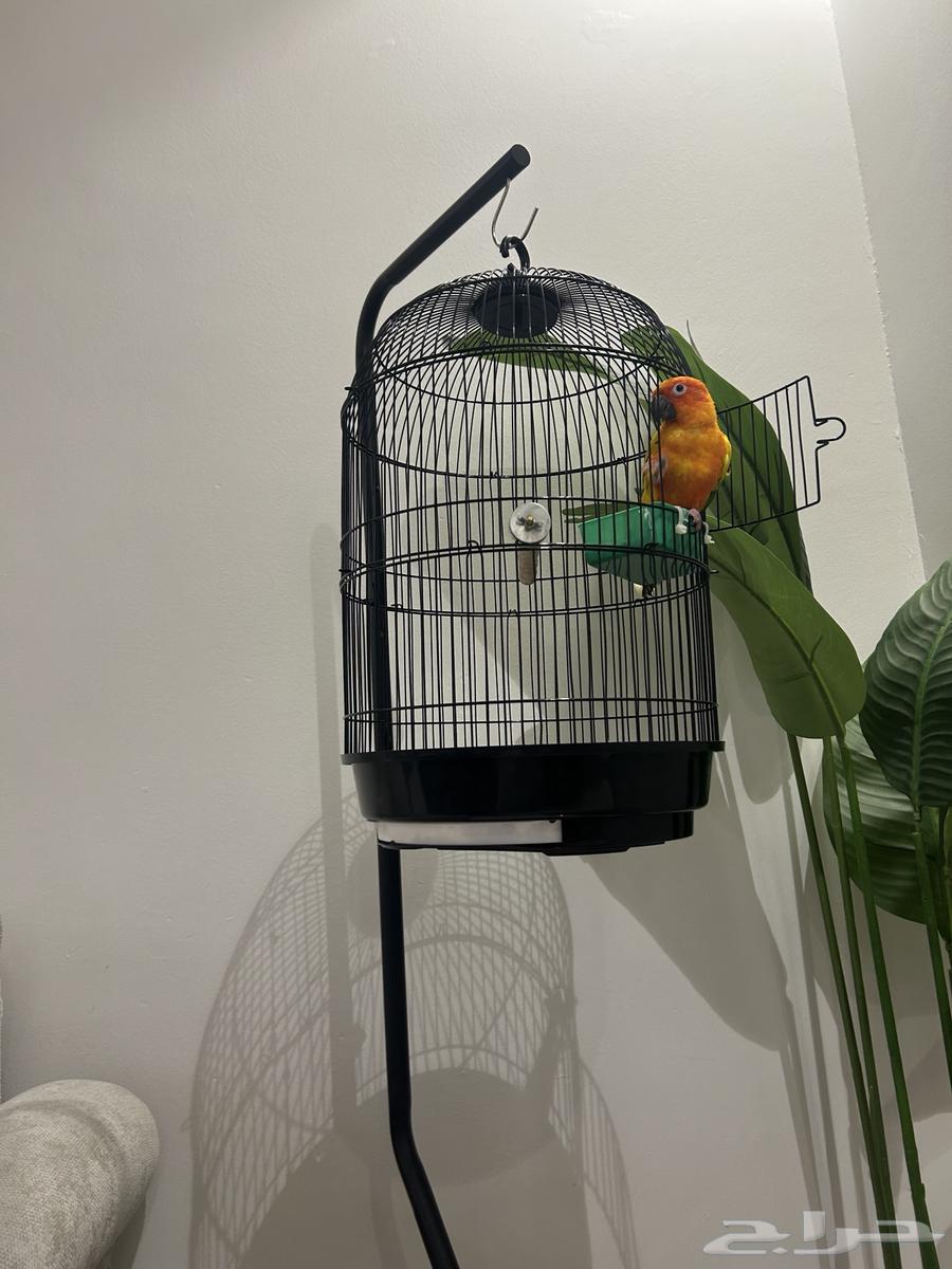 Sun Conure63057599083265112