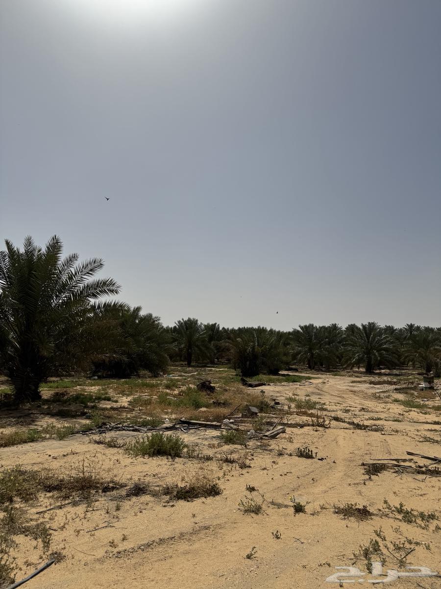 The farm north of Al-Fawliq sold my village..63011211387779112