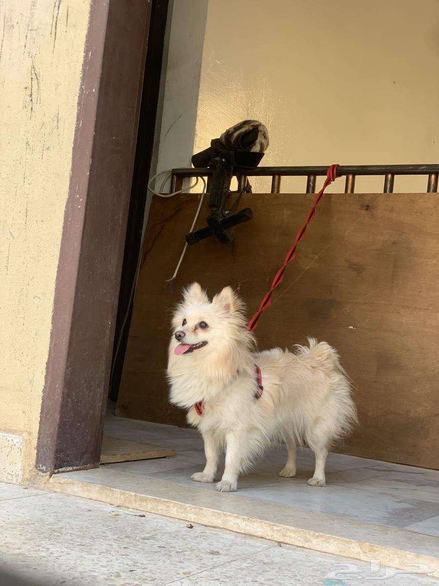 Female Pomeranian male short hair for sale63056398983169111