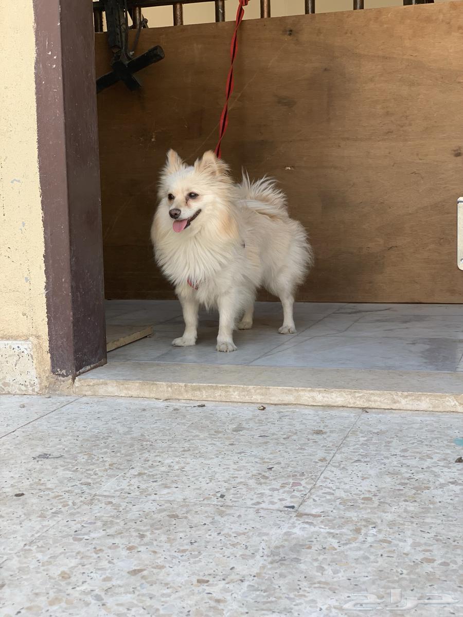 Female Pomeranian male short hair for sale63056398983169112