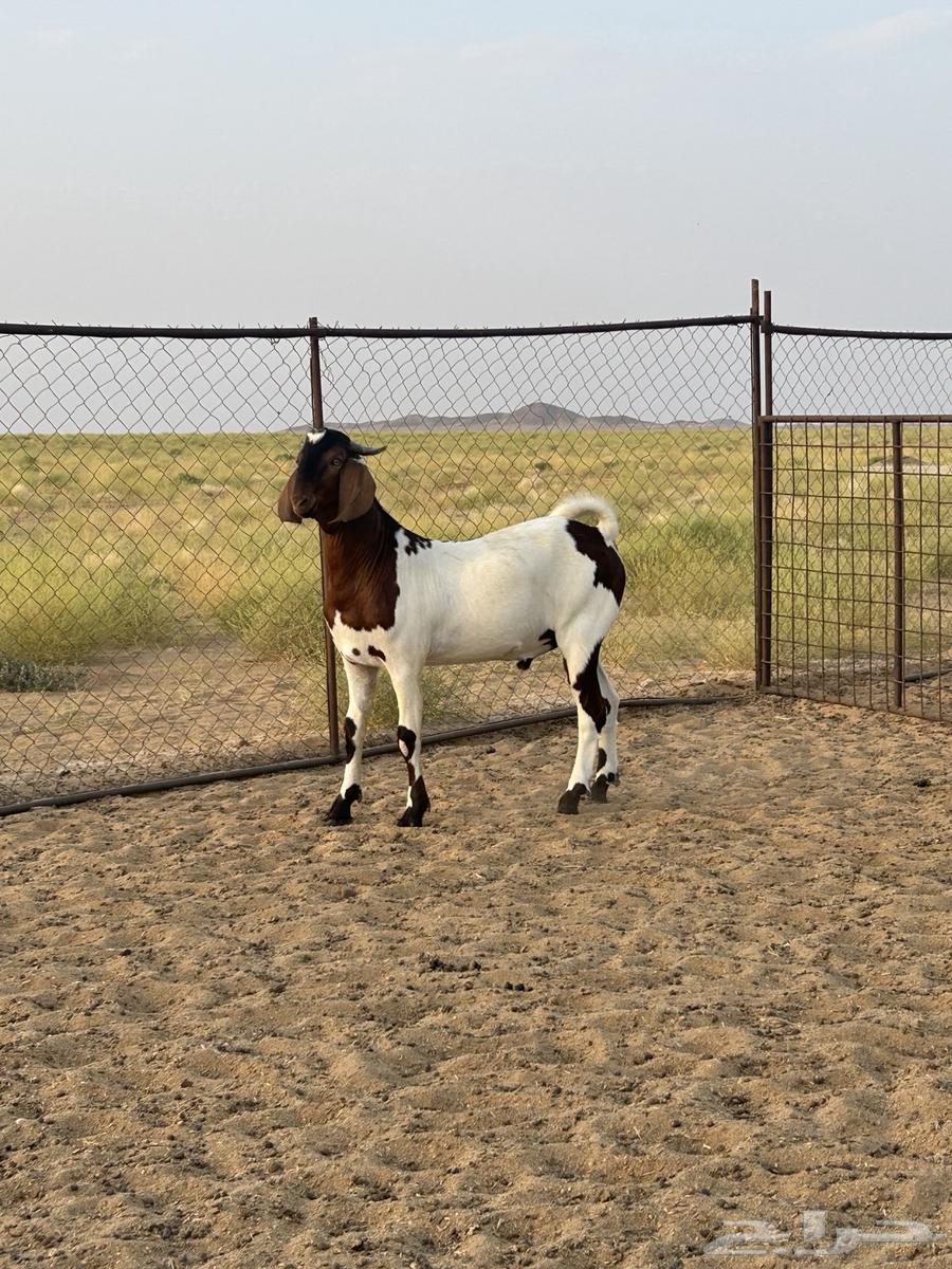 This is a Pakistani hybrid ram with big (Sold)63058038863747111