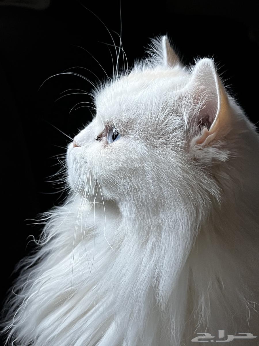 Shirazi cat for adoption63058821198338112