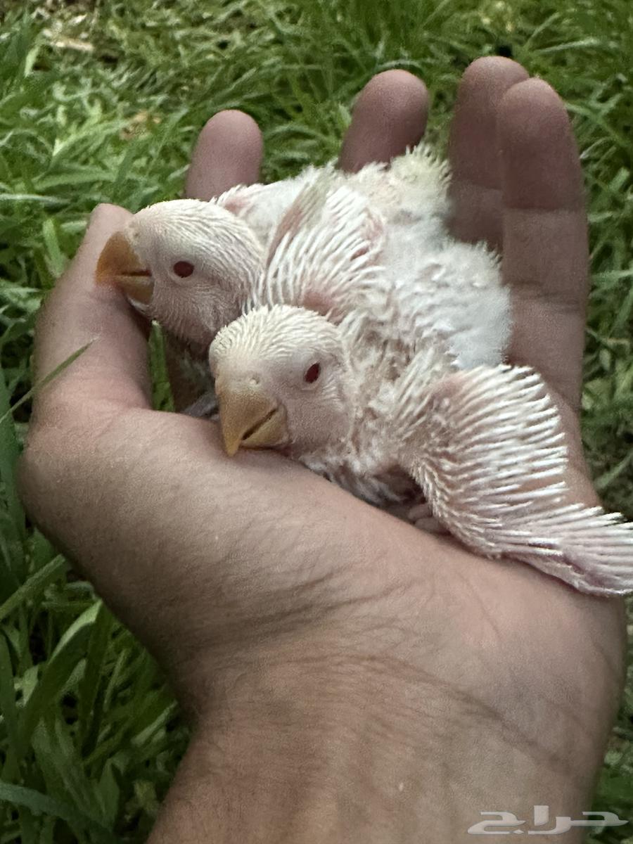 Frokh Roj Albino Ghur63470340785794111