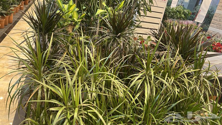 أشجار داخليه طبيعي64527474527235113