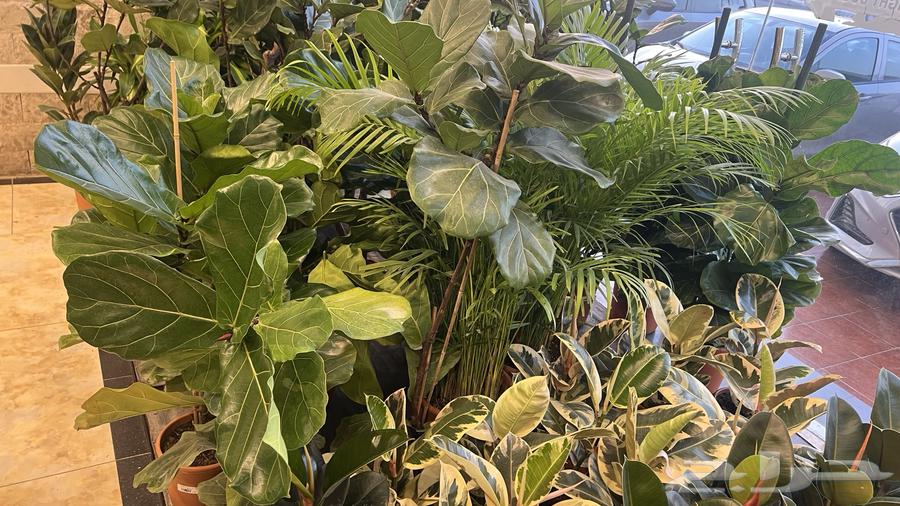 أشجار داخليه طبيعي64527474527235112