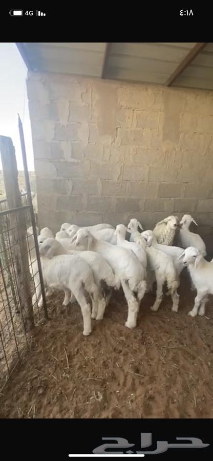 حريات متابيع و دفيع بفحلها63057583519873113