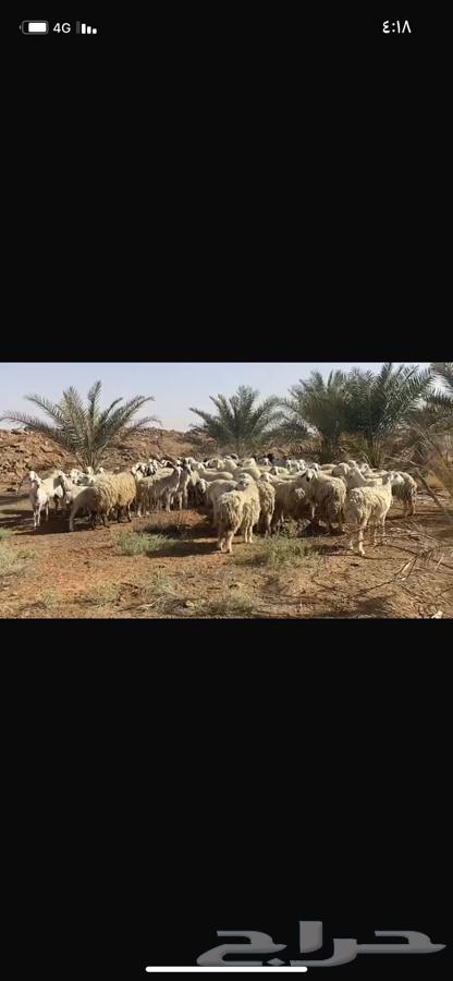 حريات متابيع و دفيع بفحلها63057583519873111