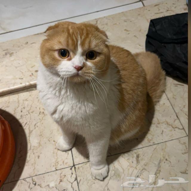 سكوتش فولد63492188368001111