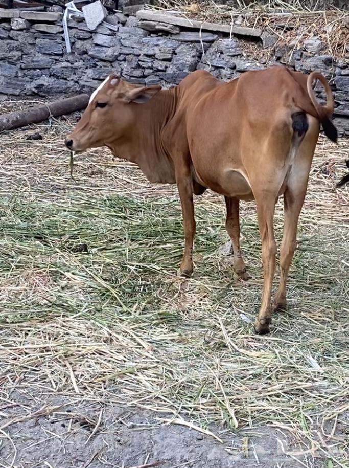Cows are conditional on anything.63078568141826111