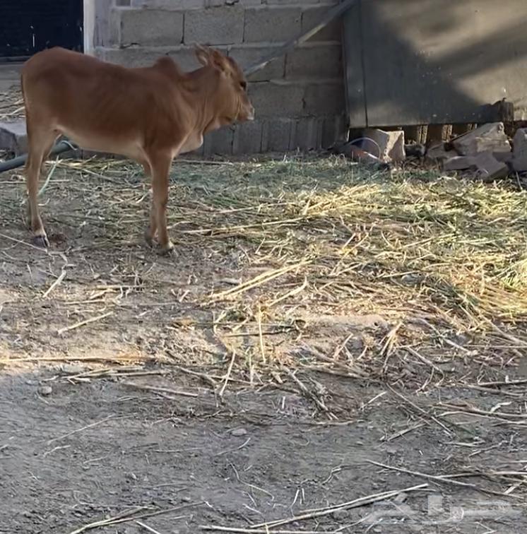 Cows are conditional on anything.63078568141826112