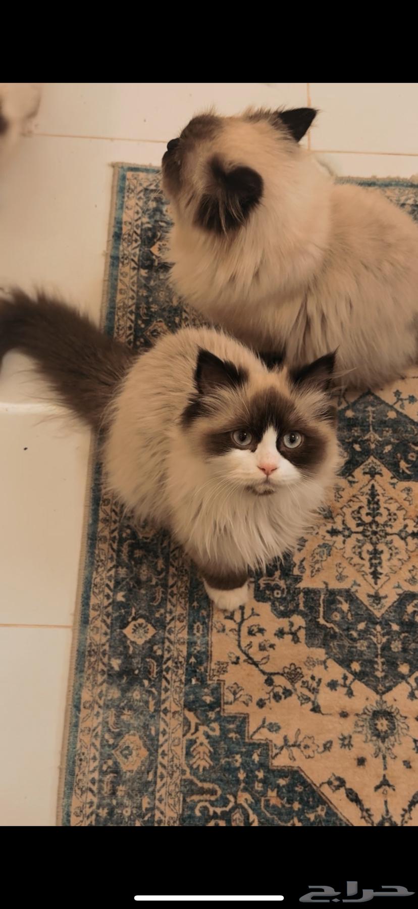 قطط هملايا راغدول نادرة63058413174529111