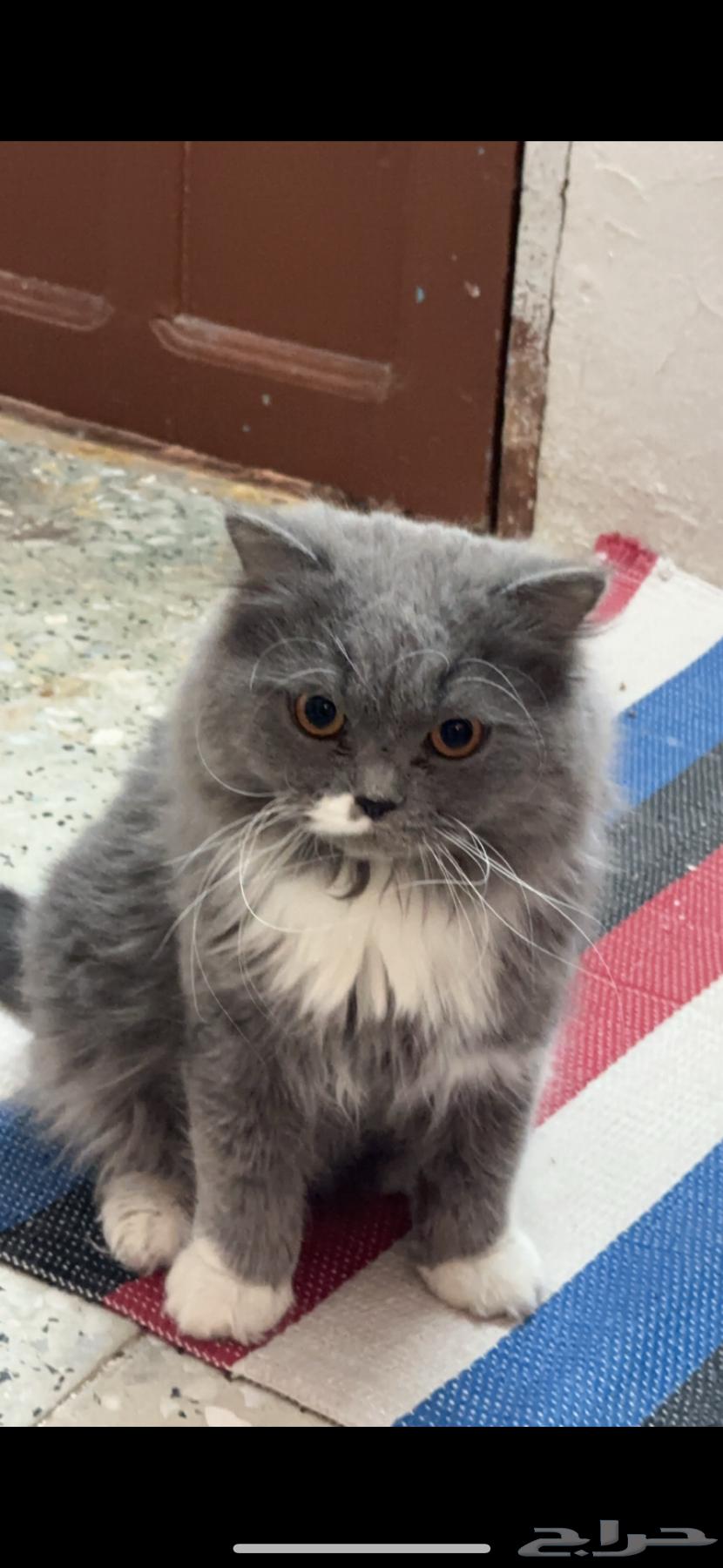 Cats for sale63058432159363111