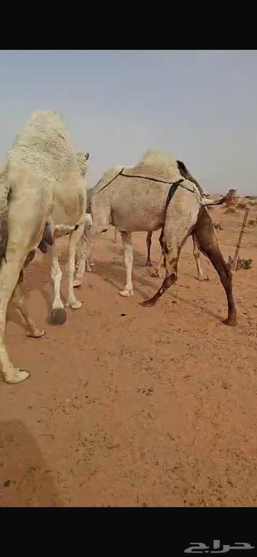 A camel with four humps, and a group of people on a healthy camel.63058821410051112
