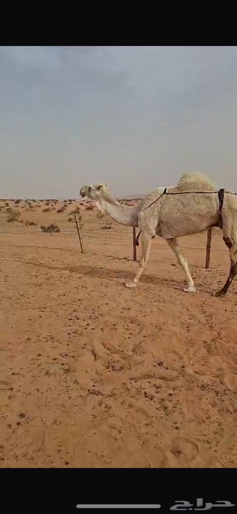 A camel with four humps, and a group of people on a healthy camel.63058821410051111