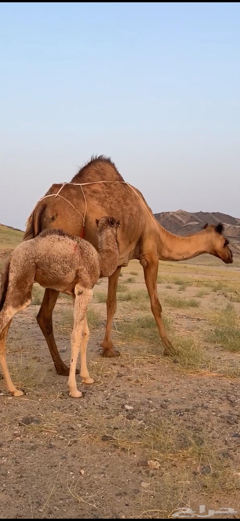 A camel behind him in parentheses ((Sold))63058805315203111