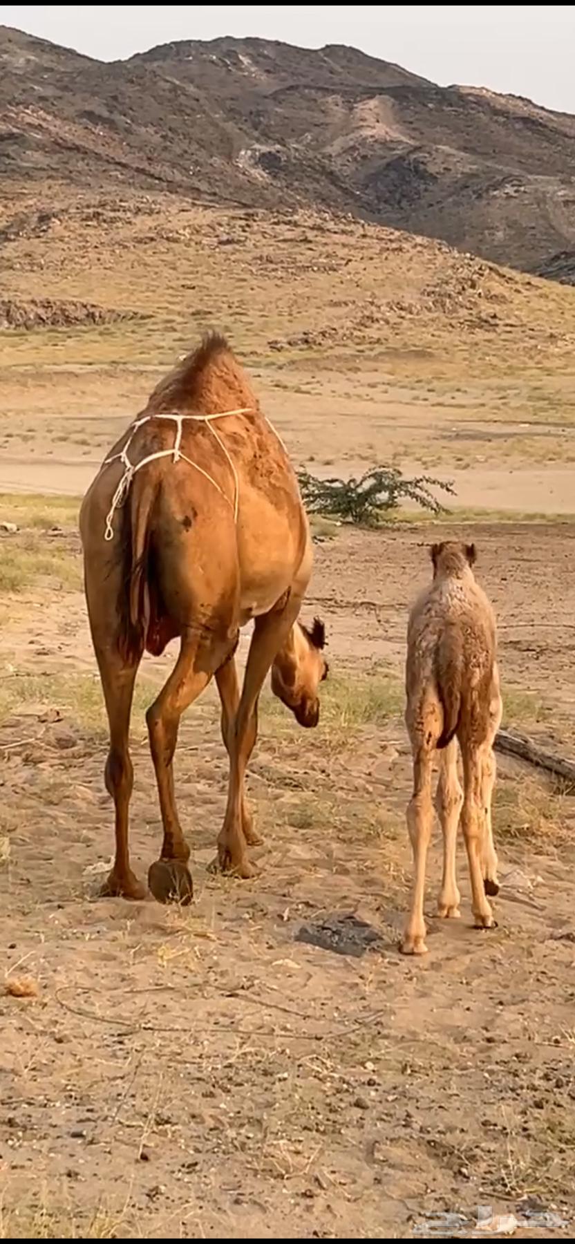 A camel behind him in parentheses ((Sold))63058805315203114