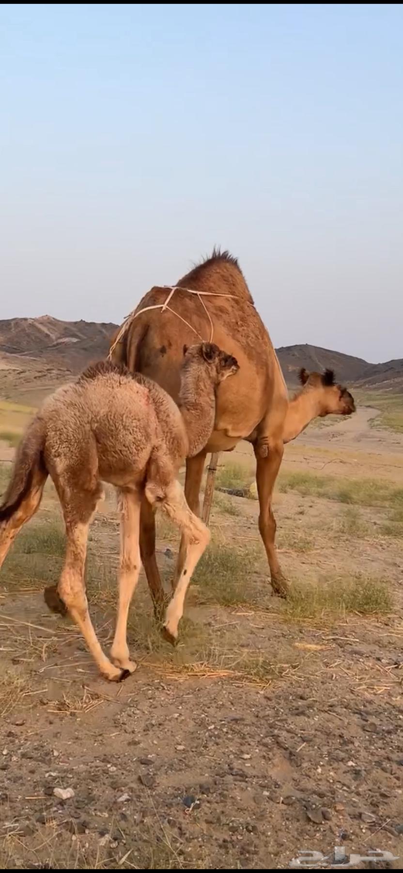 A camel behind him in parentheses ((Sold))63058805315203113