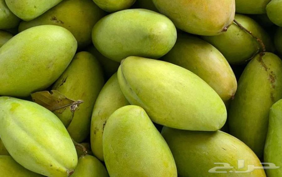 مانجو بيتك (من جازان) الأفضل لدينا63064438364673112