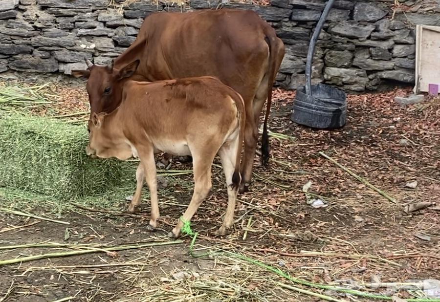 Cows are conditional on anything.63078568141826114