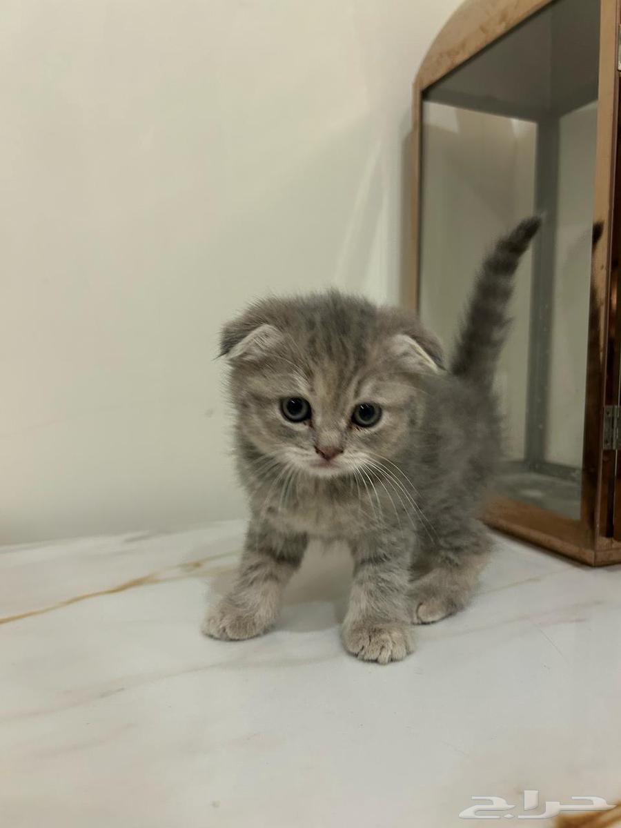 Scotch cats and Himalayas63058439698689113