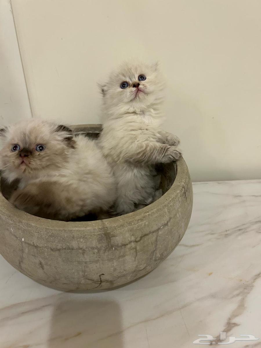 Scotch cats and Himalayas63058439698689114