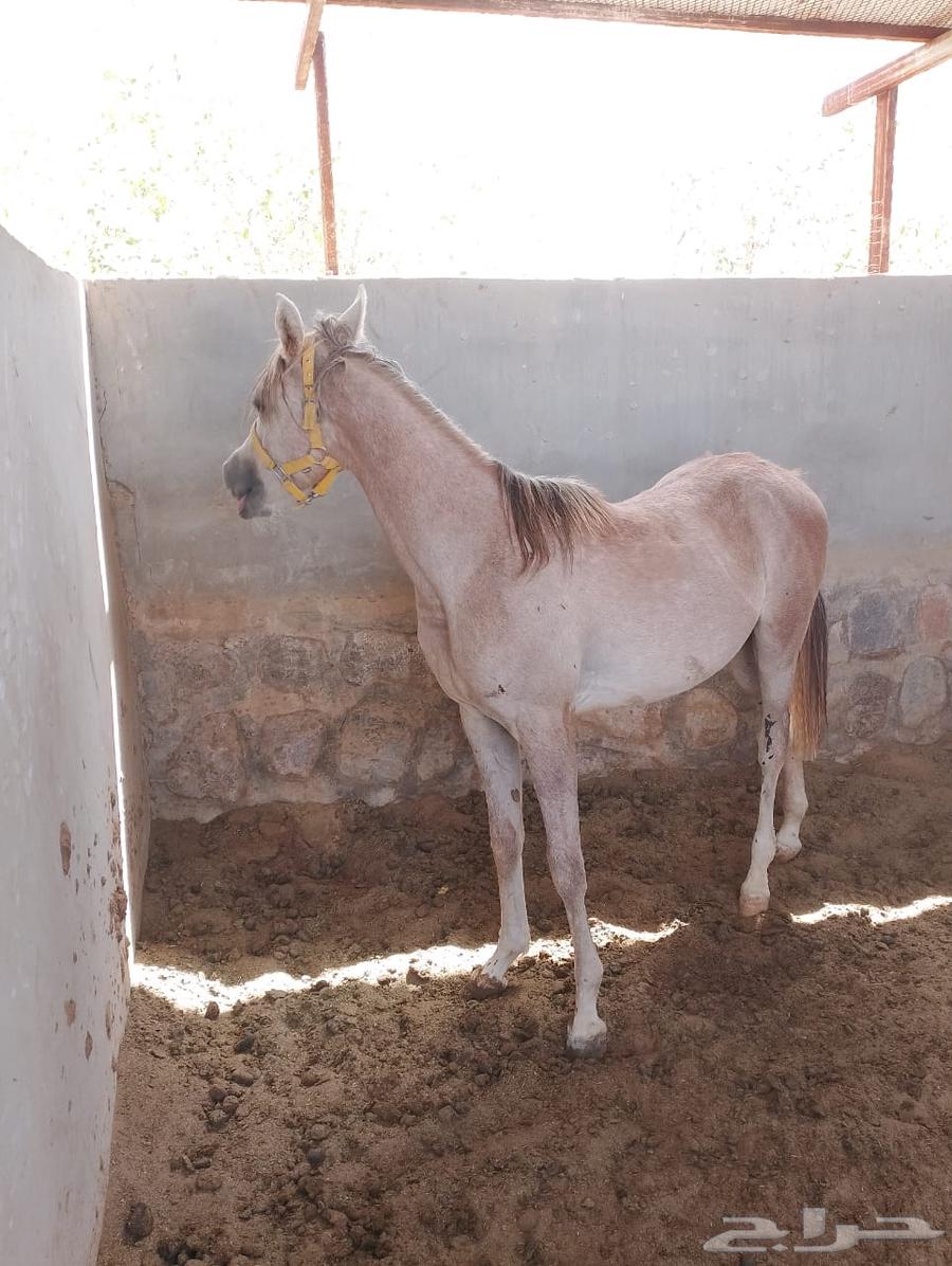 Original Arabic text:  
امهار عربيه اصيلة للبيع  

English translation (en):  
Purebred Arabian mares for sale63058831955841111