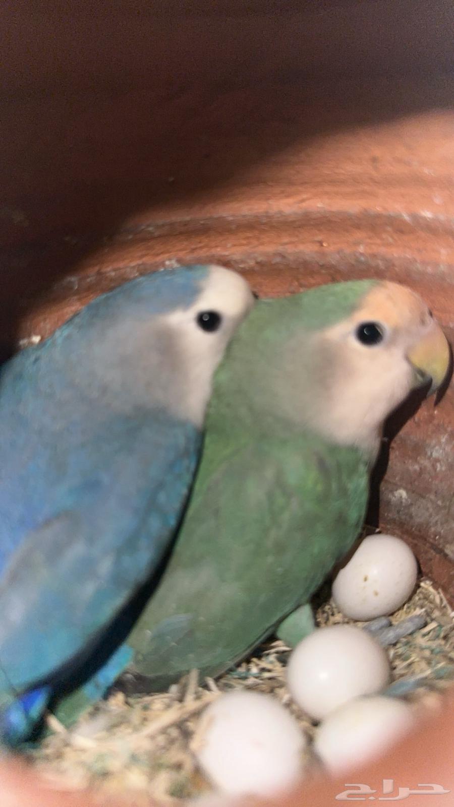 محمية ببغوات روز منتجه للبيع63055641135745112