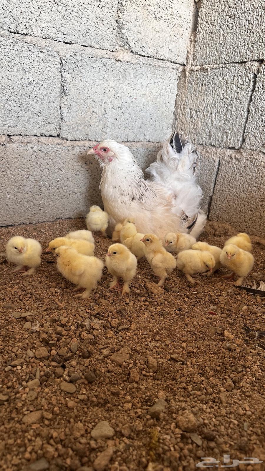 For sale, two Colombian Brahmas chickens63055600786563111