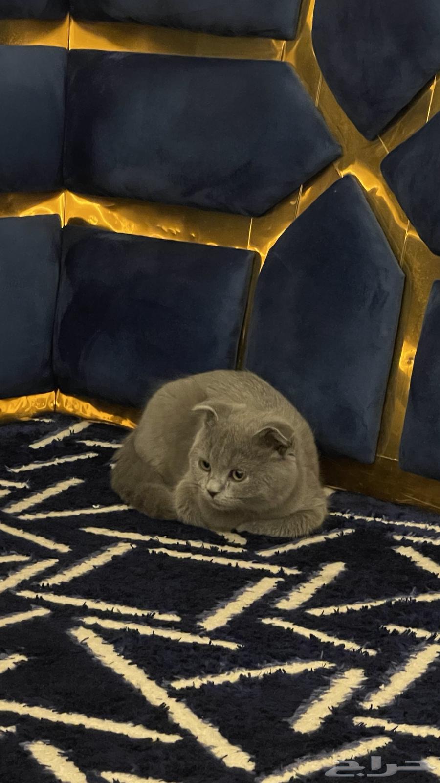 Type of cat. Male Scottish Fold, 4 months old, vaccinated once63055219678723111