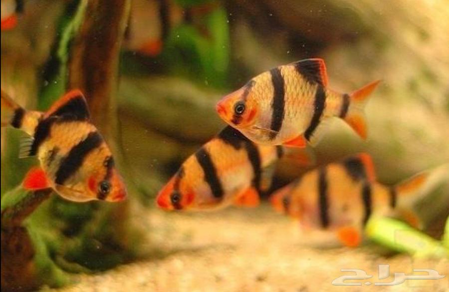 Tiger fish63055257394179112