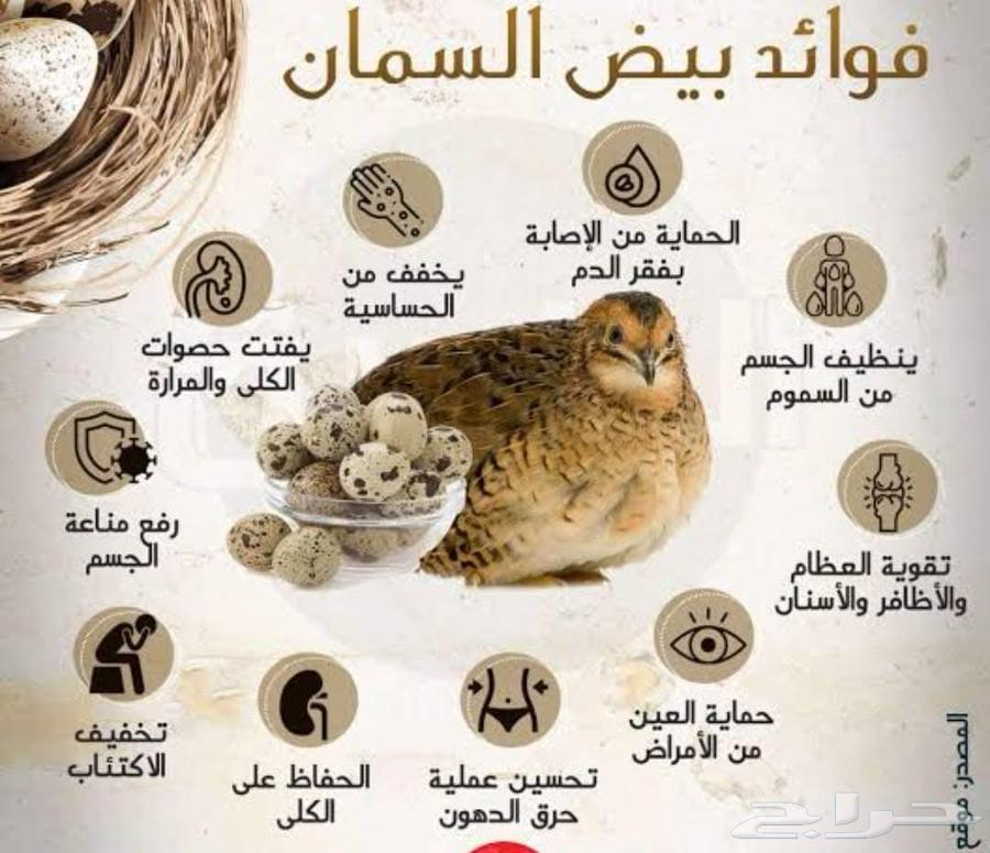 بيض سمان فري مخصب للفقاسات شرط التخصيب63264324244994113