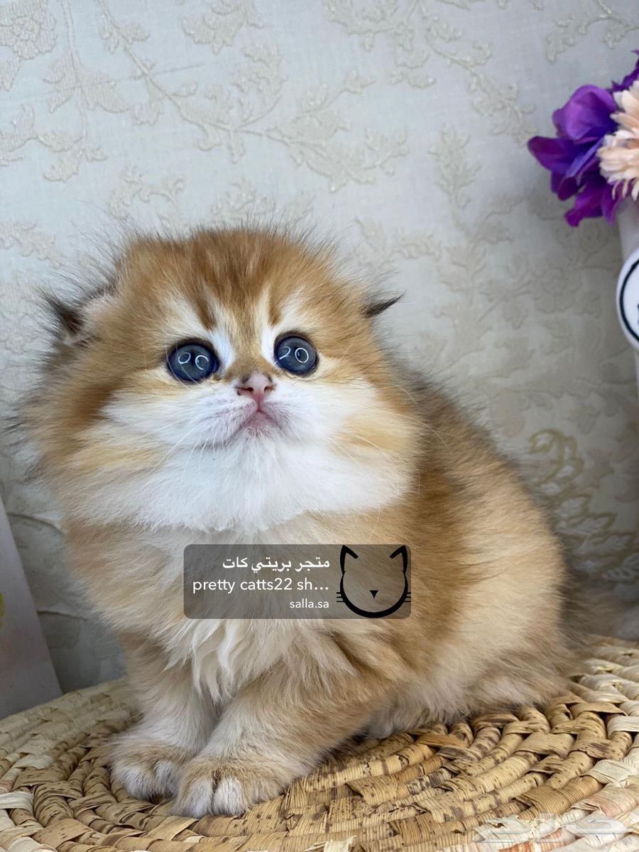 Scotch Street Scotch Fold cat cats kittens pure kittens63055267572227114