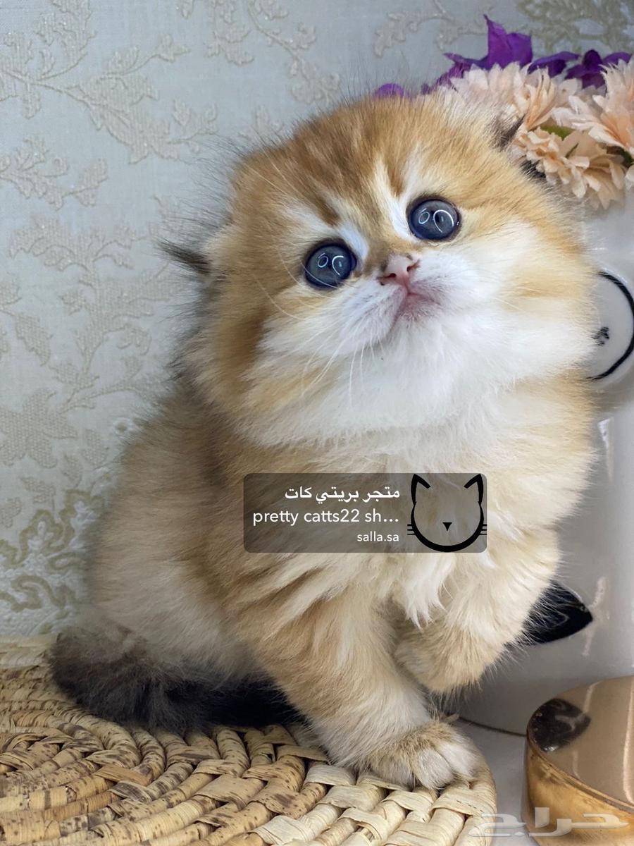Scotch Street Scotch Fold cat cats kittens pure kittens63055267572227113