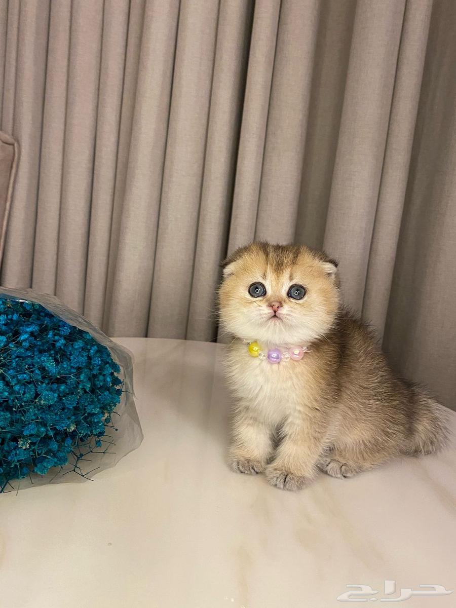 Scotch Fold cat for sale63054458169475112
