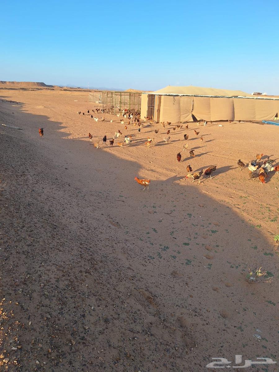 Local chicken white health and sizes, God willing63056036243715111