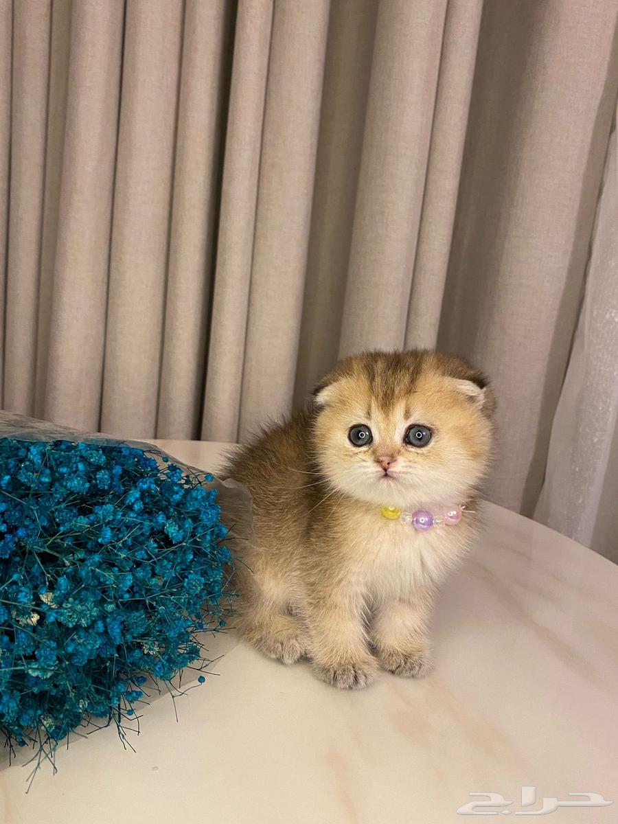 Scotch Fold cat for sale63054458169475111
