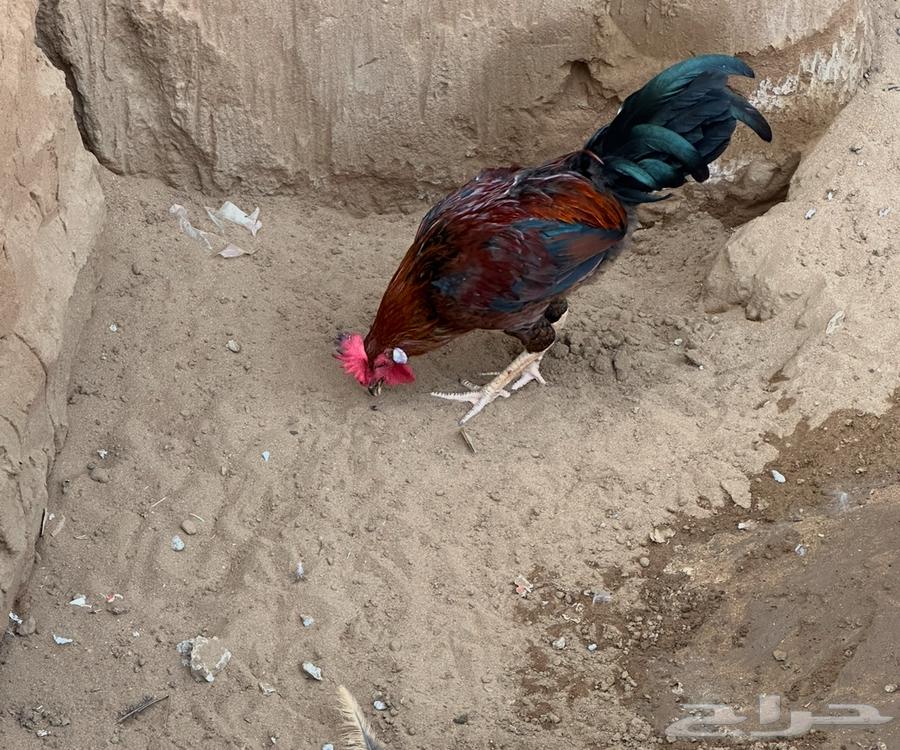 أربعة ديوكة للبيع بلدي630560524161291115