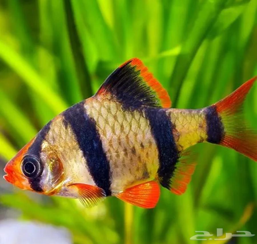 Tiger fish63055257394179113